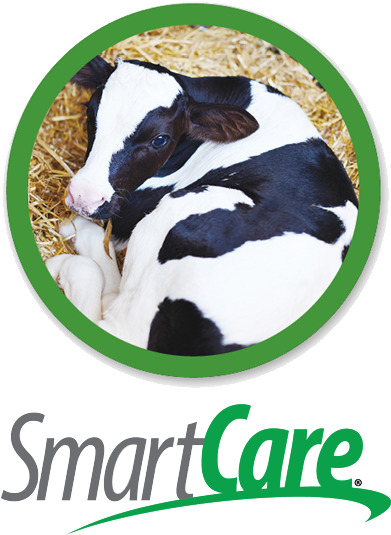 Smarter Technology For Pre-weaned Calves - Calf (400x559), Png Download