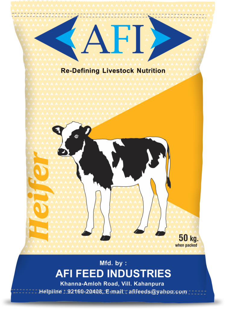 Afi Heifer - Dairy Cow (753x1024), Png Download