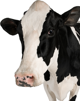 Cow Png - Cattle Trade And Beef Consumption (334x424), Png Download