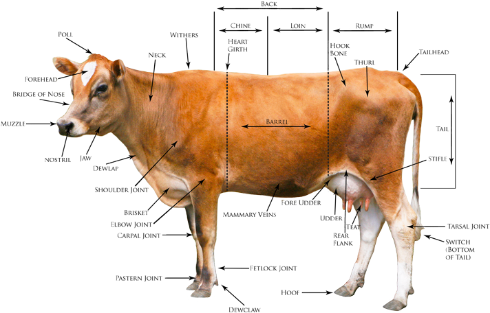 Heritage Jersey Organization - Body Points Of Cattle (720x461), Png Download