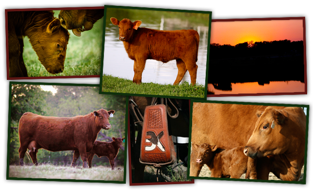 3k Land & Cattle - Dairy Cow (650x400), Png Download