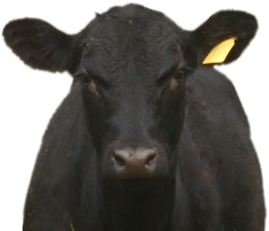Black-angus - Bull (400x400), Png Download