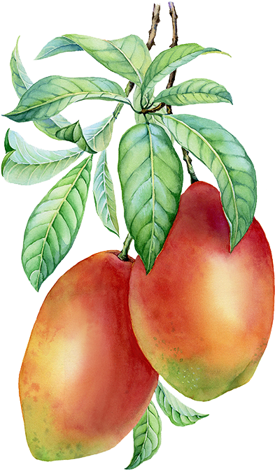 If You Like Mangoes, Get Them Now While They're Still - Mangos Bunch Png (506x727), Png Download