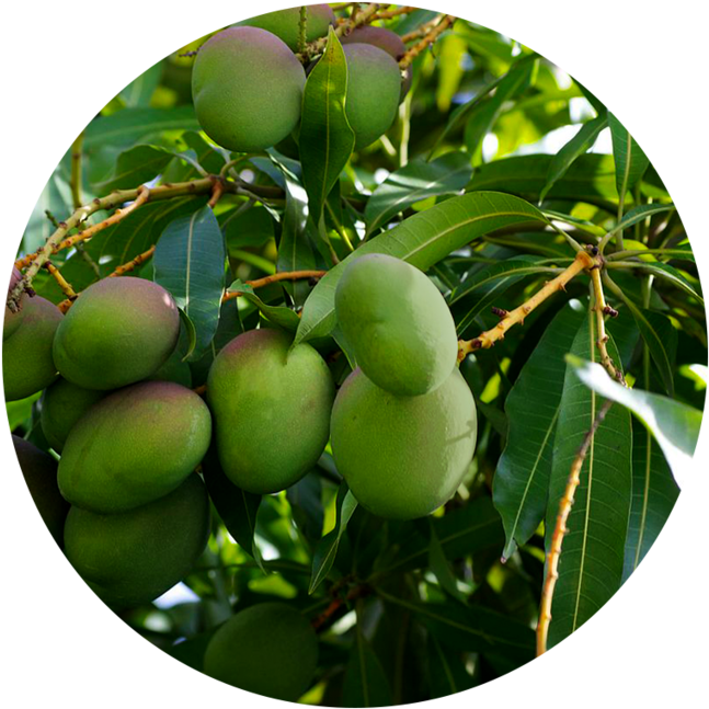 High In Antioxidants - Citrus (1000x1000), Png Download