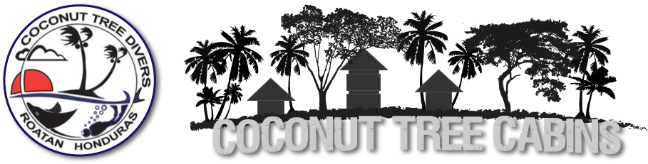 Coconut Tree Cabins - Coconut Tree Divers (960x250), Png Download