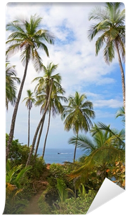 Coastal Footpath Under Coconut Trees Wall Mural • Pixers® - Tree (400x400), Png Download