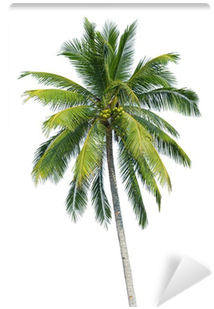 Real Palm Tree With Coconuts (400x400), Png Download