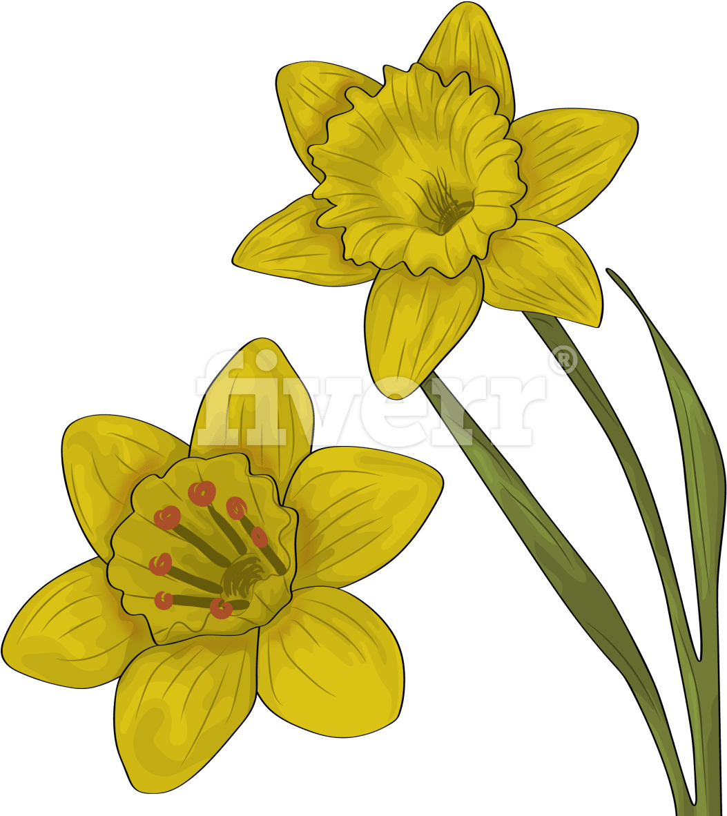 Narcissus (1200x1200), Png Download