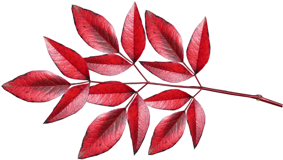 Leaves, Bamboo, Red, Autumn, Fall, Colourful - Autumn (960x558), Png Download