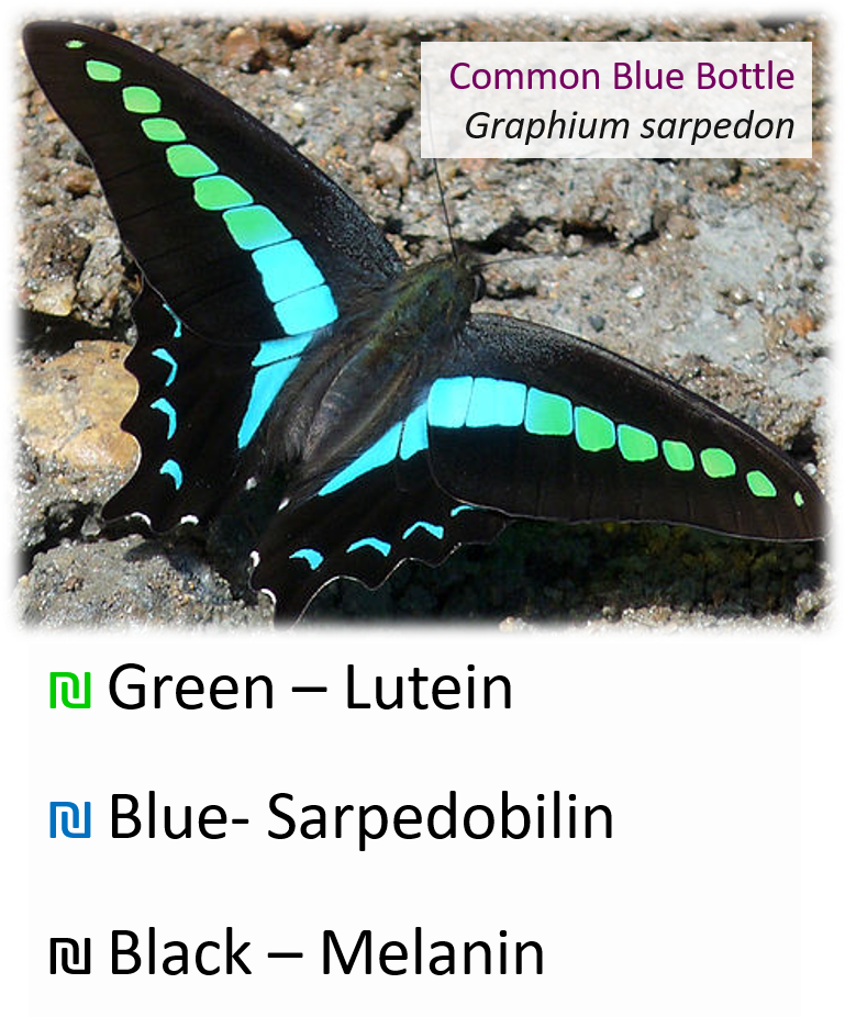 Selina/ @realscientists On Twitter - Common Bluebottle (768x941), Png Download