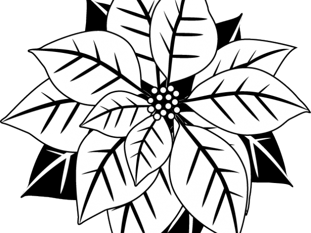 Poinsettia Clipart Black And White - Letterpressed Mistletoe Coasters - Hautepapier (640x480), Png Download
