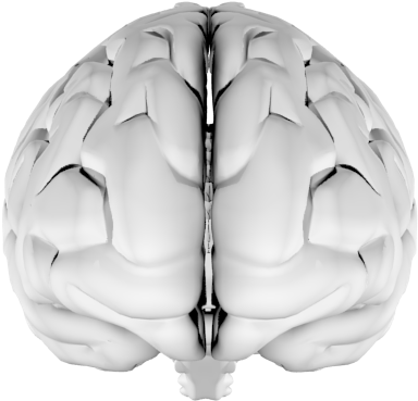 Your Brain Region Overlay - Brain (613x500), Png Download