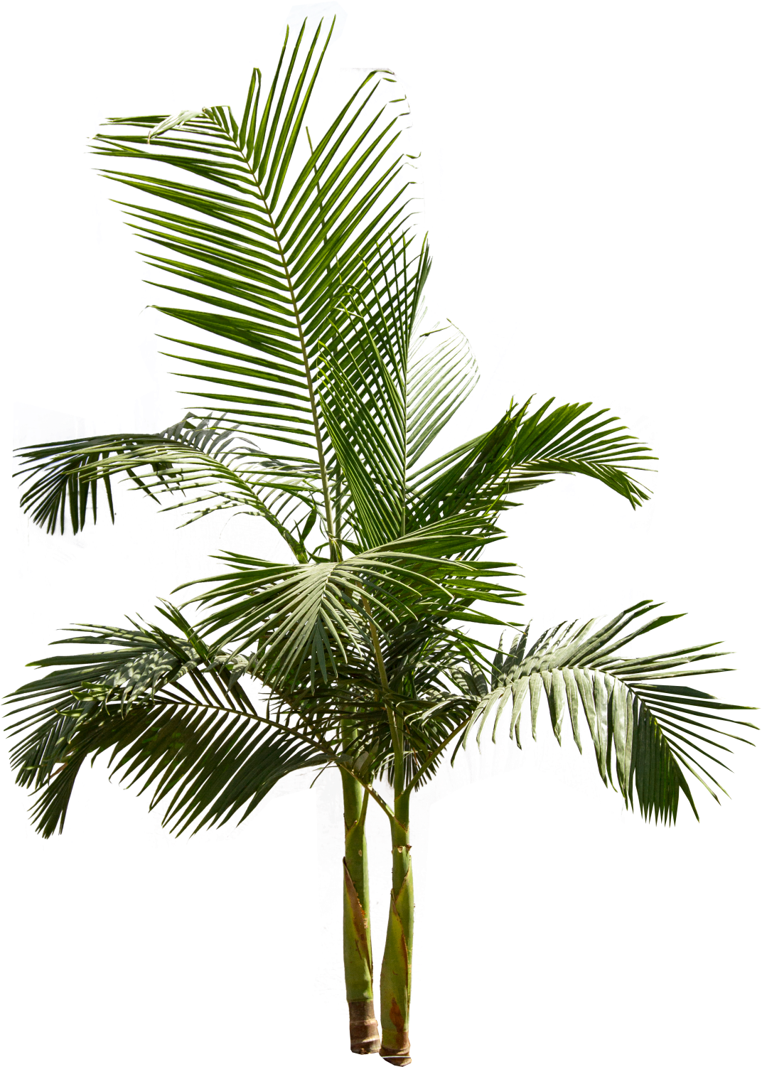 King Palm - King Palm Tree Png (1096x1500), Png Download