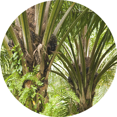 From A Tropical Climate - Sustainable Palm Oil (450x450), Png Download