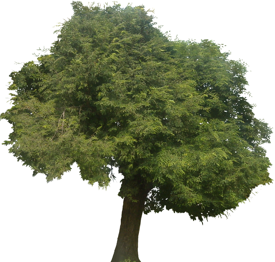 Tamarind, Medium Tree - Tamarind Tree Transparent (886x847), Png Download