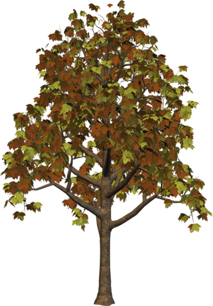 0, - Fall Tree Png (417x600), Png Download