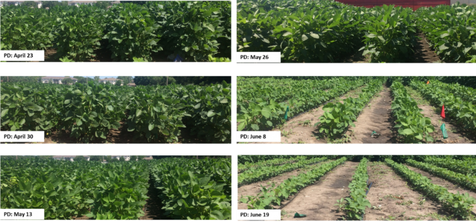 Photos Of Canopy Closure Based On Various Planting - Crown Closure (960x449), Png Download