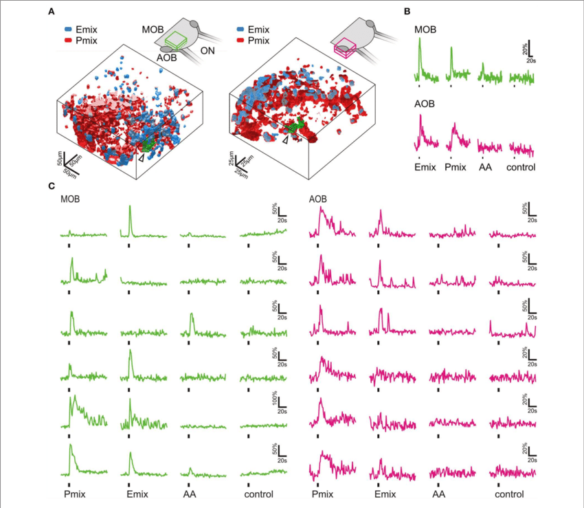Sulfated Steroids Are Processed In The Olfactory Bulb - Diagram (850x739), Png Download