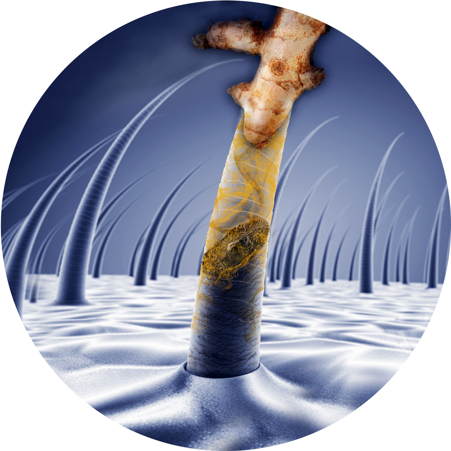 3d Hair Growth Cycle (1569x1569), Png Download