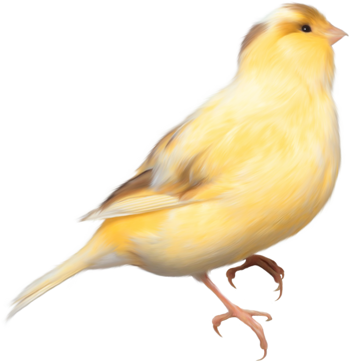 Yellow Bird Png Clipart Picture - Yellow Bird Png (618x640), Png Download