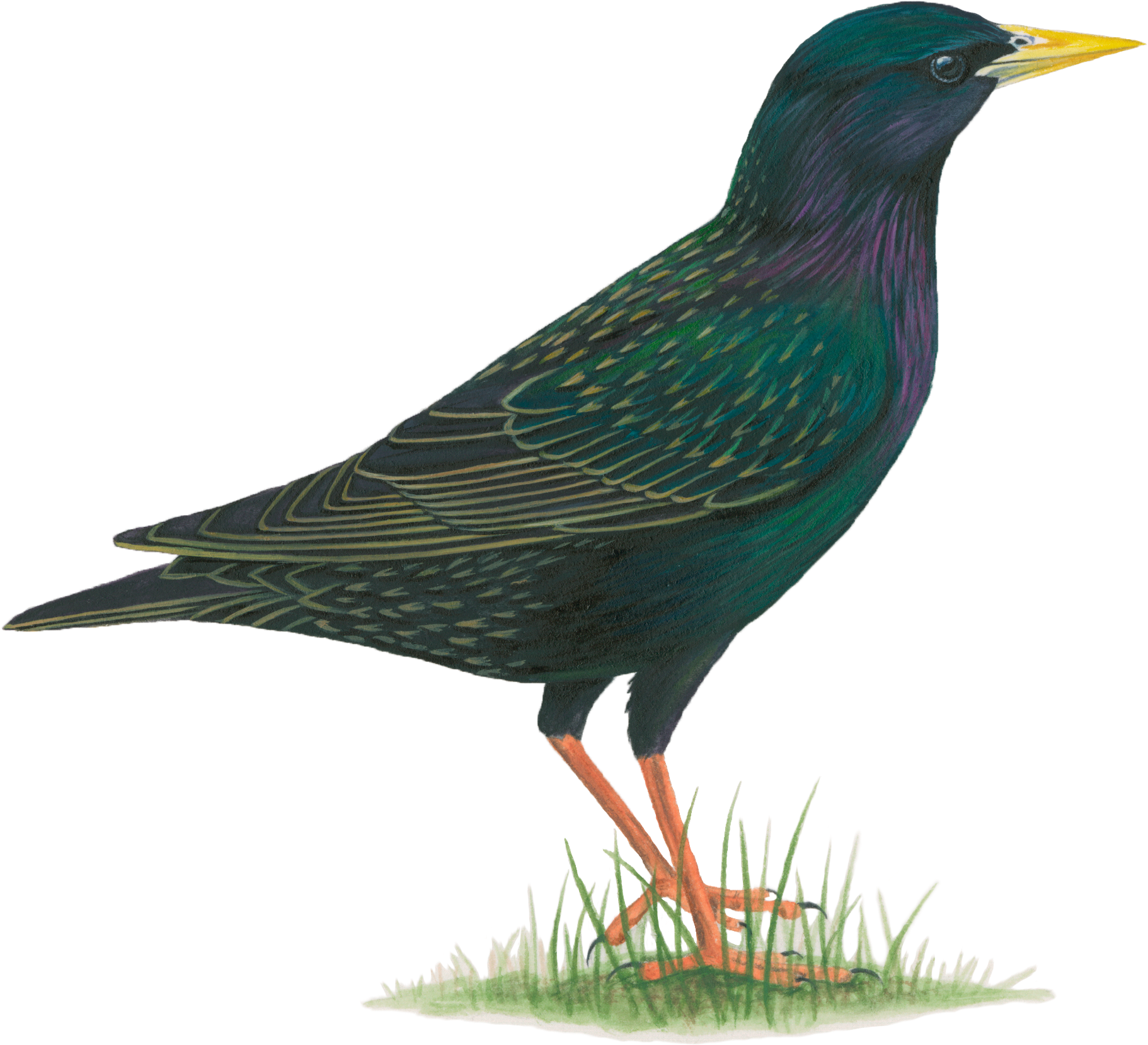 European Starling Png (2000x2000), Png Download