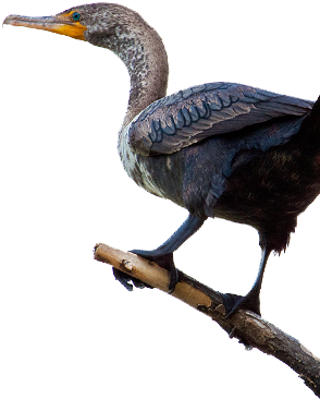 Bird Gard Electronic Bird Repellent Cormorant - Cormorant Png (322x398), Png Download