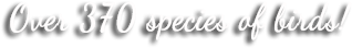 Calligraphy (960x350), Png Download