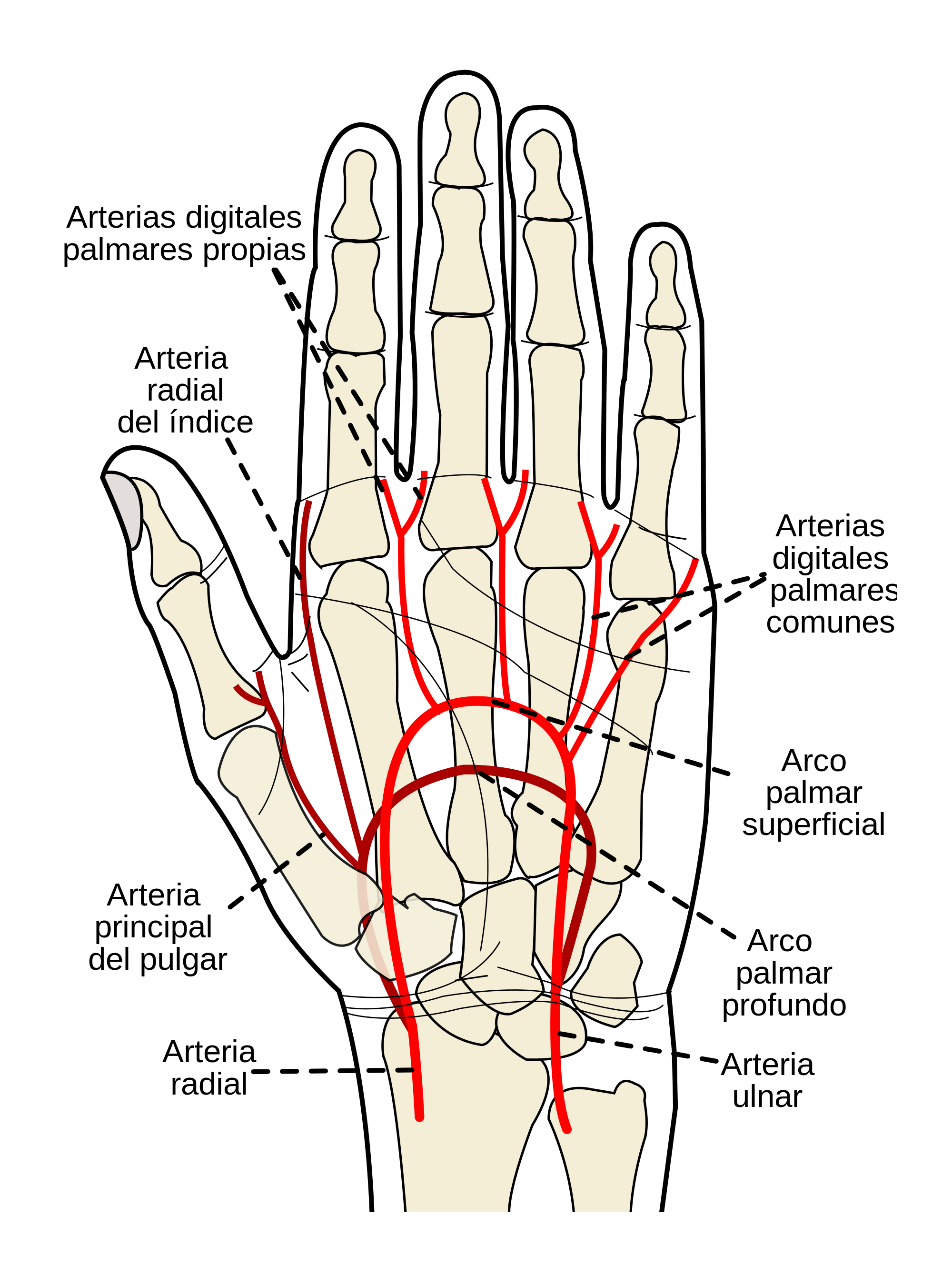 Open - Palmar Arteries (2000x2660), Png Download