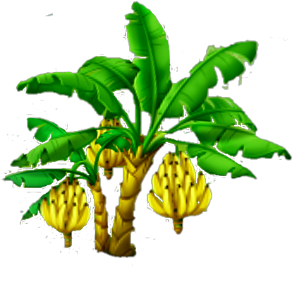 Banana Tree Harvest 3 - 3' Banana Tree (488x458), Png Download