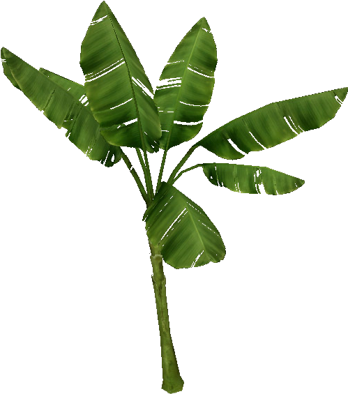 Palm Tree - Palm Banana Png (564x564), Png Download