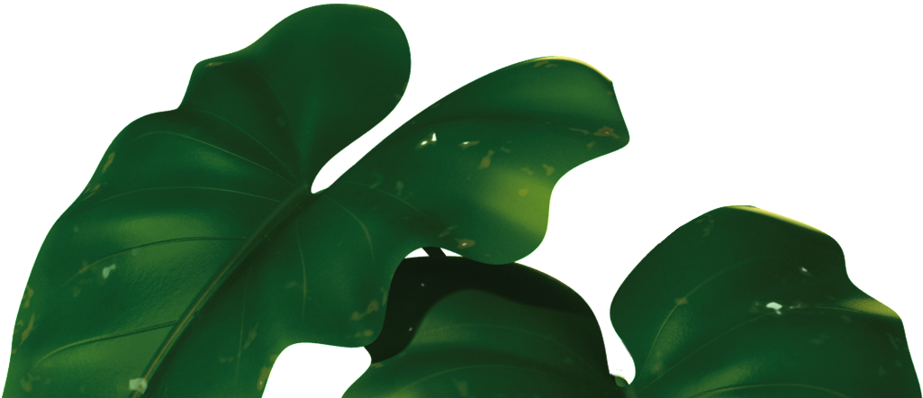 Transparent For Banana Leaves - Rio Leaf Png (1024x560), Png Download