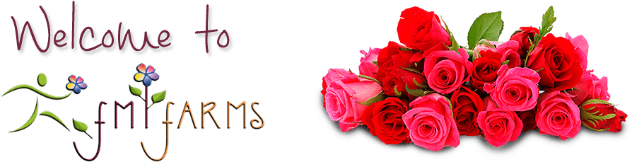 Fmi-welcome - Good Morning Rose Hd (988x400), Png Download