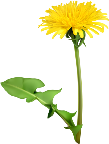 Полевые Цветы - Dandelion Flower (400x500), Png Download