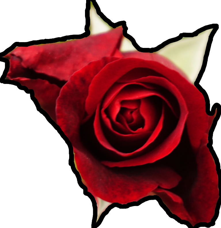 Rose Flower Borderline Asethetic Freetoedit - Floribunda (767x790), Png Download