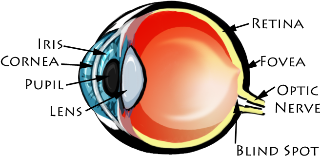 Picture - Cell Communication In Vision (674x394), Png Download