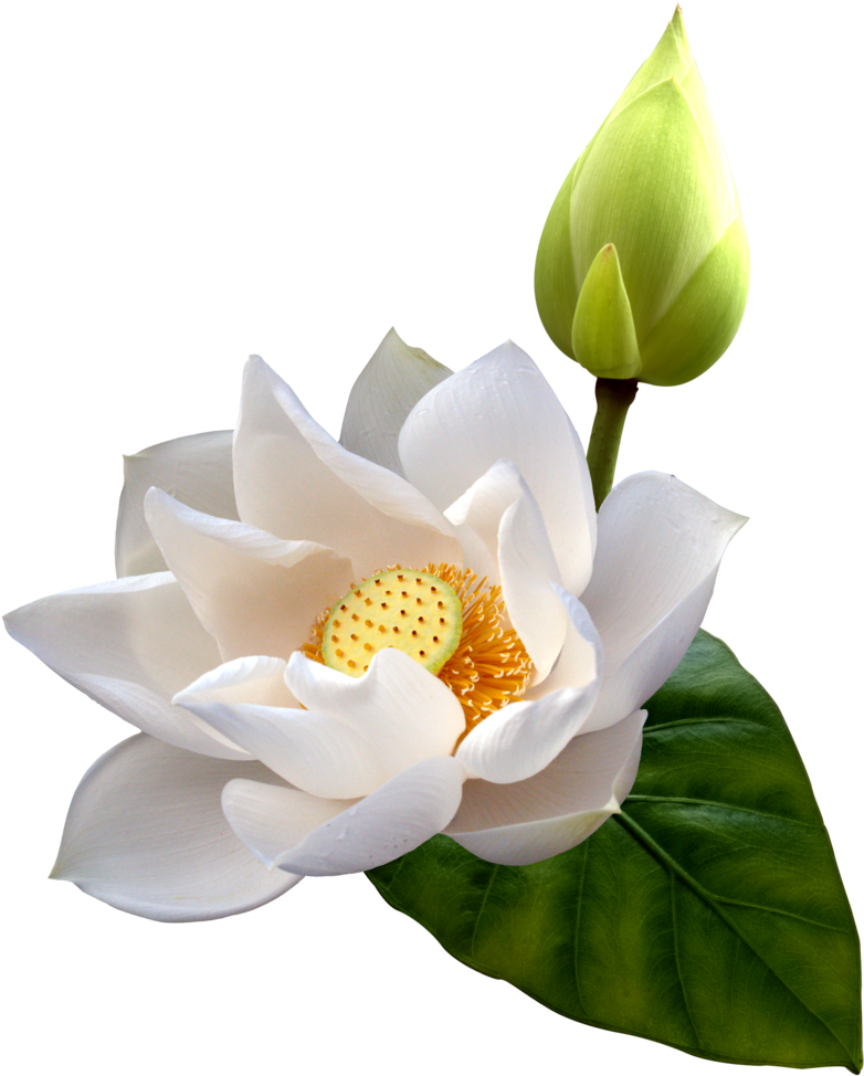 Water Flowers, Lotus Flowers, Water Lilies, Flower - Цветок Лотос Пнг (844x1024), Png Download