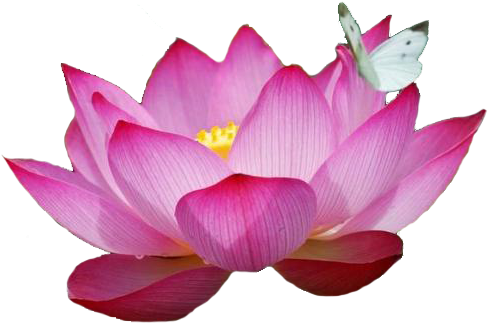 Most Beautiful Lotus Flower (500x335), Png Download