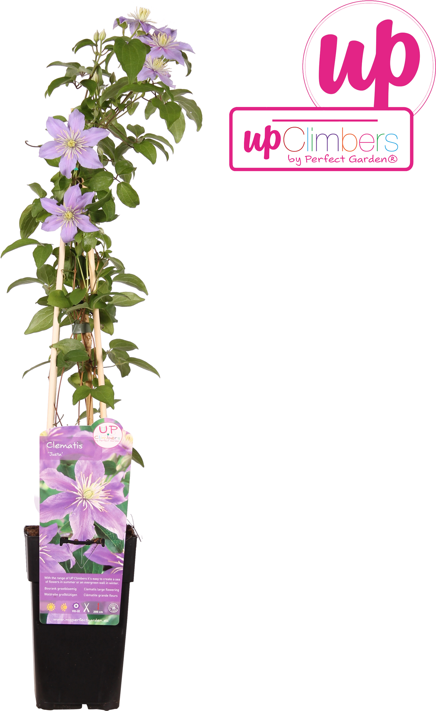 1 - Bougainvillea (2500x2500), Png Download
