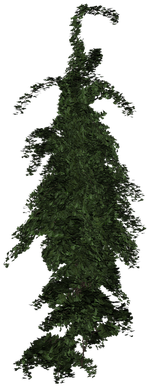 Poster Ivy Plant Green Climber Nature Leaf Leaves Download - Spruce Graphic Transparent Background (400x400), Png Download