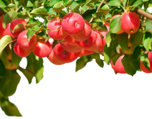 0 1b758b D0feaffb Xl - Fruit (500x391), Png Download