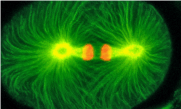 Mutant Protein Found 17 Years Ago Considered The Earliest - Circle (360x360), Png Download