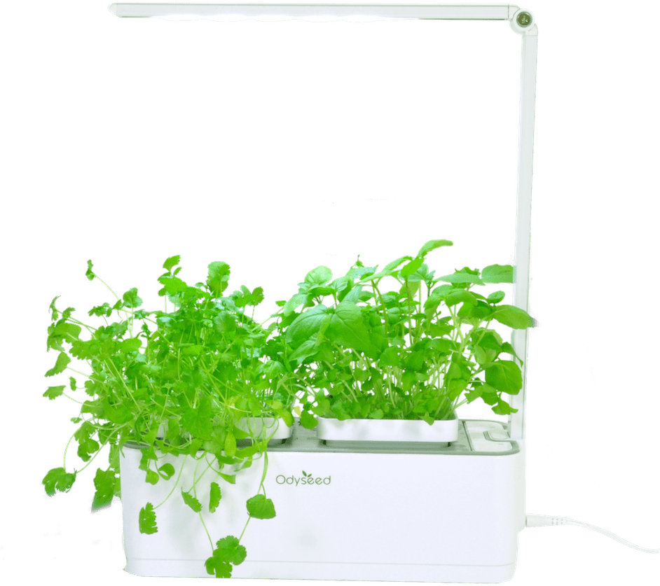 Odyseed Eden Pack Refill Seeds Substrate Organic Indoor - Odyseed Eden (1000x1045), Png Download