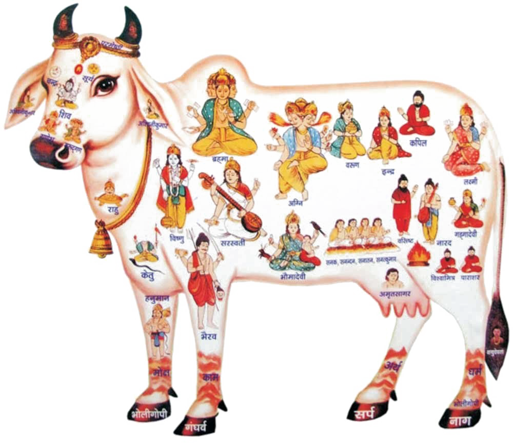 Kamadhenu Png High Quality Image - Desi Cow (1000x866), Png Download