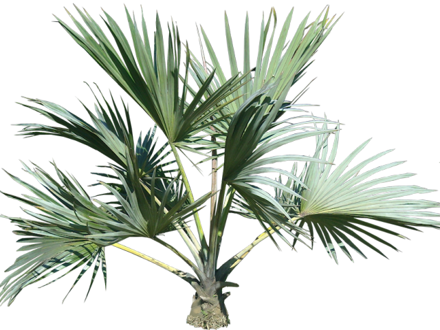 Plants Png Transparent Images - Tropical Plant Transparent Background (640x480), Png Download