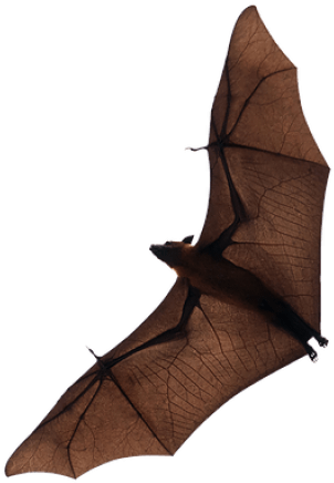 Free Png Bat Png Images Transparent - Bat (480x480), Png Download