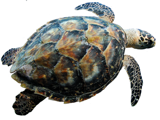 Turtle Png Free - Turtle Transparent Background (640x442), Png Download