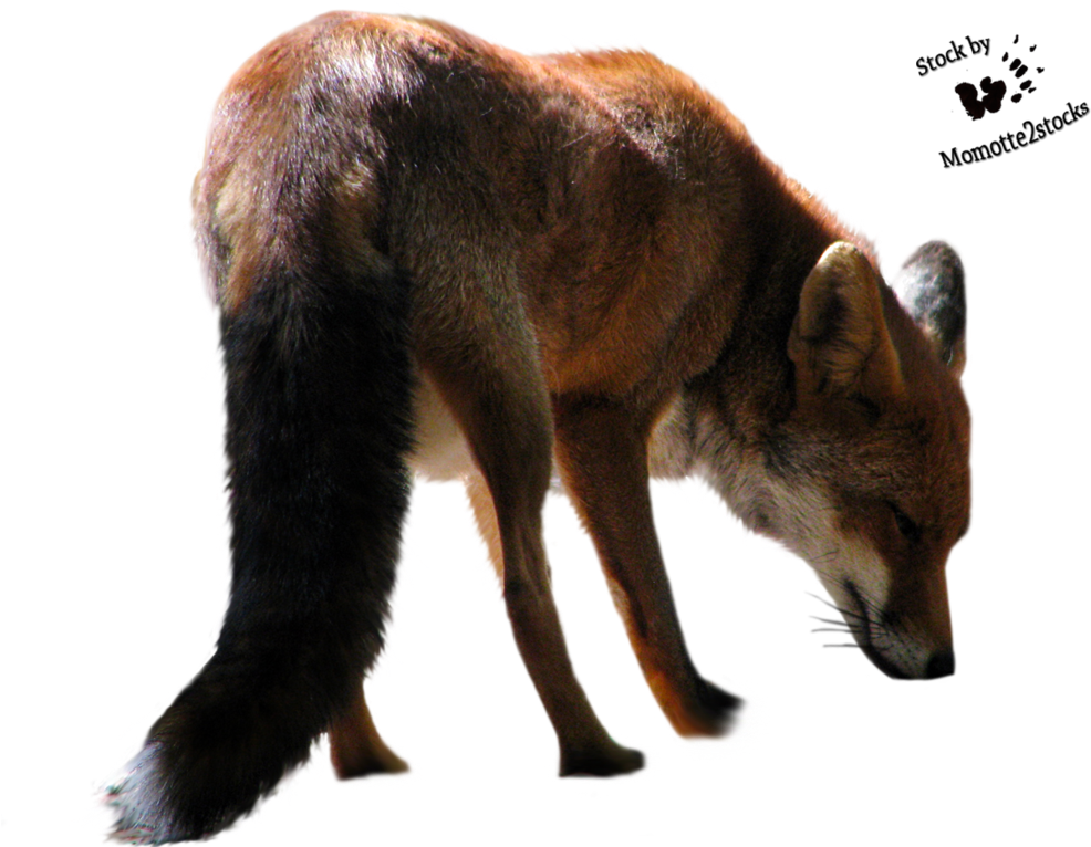 Fox Png Clipart - Animals Cut Out Png (1032x774), Png Download