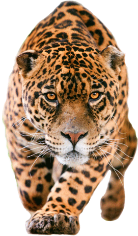Jaguar Png Pic - Jaguar Png (400x482), Png Download