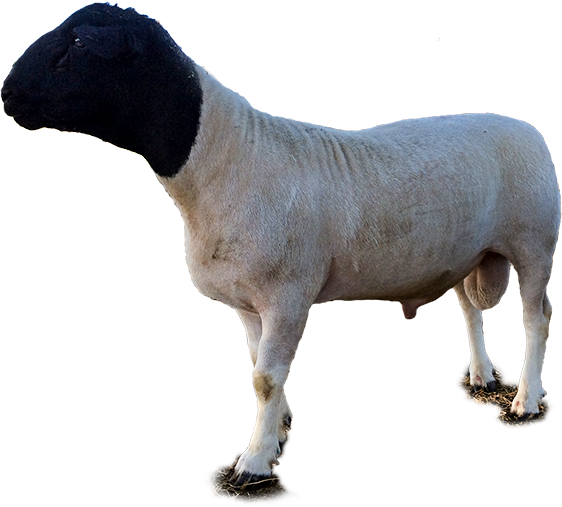 Are You Looking To Enjoy Wonderful Lamb Meat, Kjh Dorper - Dorper Sheep Png (562x507), Png Download