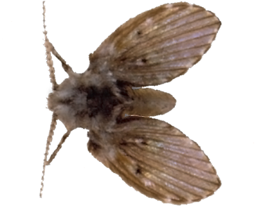 Drain-fly - Types Of Flies (450x300), Png Download